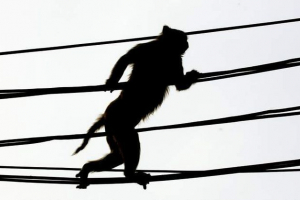 Мавпа де-енергійна кенія протягом трьох годин Мавпа де-енергійна кенія протягом трьох годин